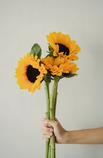 黄色向日葵摄影素材