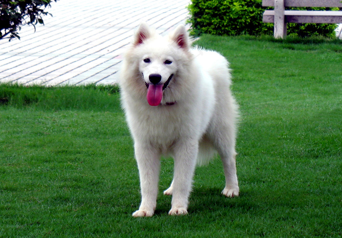 可爱萨摩犬图片