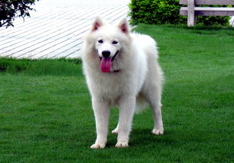 可爱萨摩犬图片