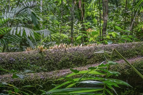 树林中长出新苗的枯树摄影高清图片