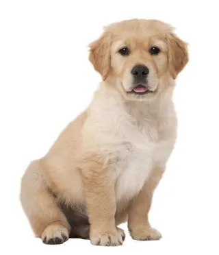 拉布拉多犬 PNG免抠