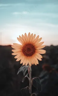 手机壁纸向日葵唯美图片 手机壁纸向日葵唯美图片
