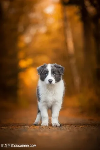 高清蓝眼睛狗狗唯美摄影图片