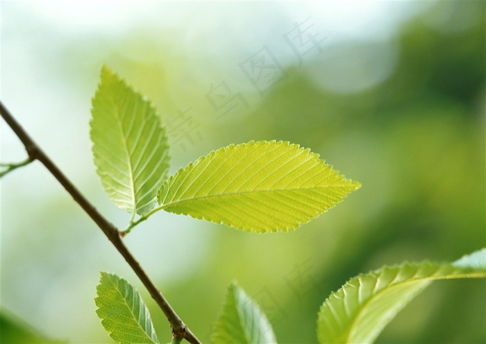 森林的树缝穿过的光风景摄影摄影图片