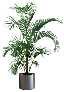 树木树枝树叶免扣素材