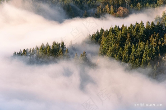 云雾缭绕的原始森林大山树木