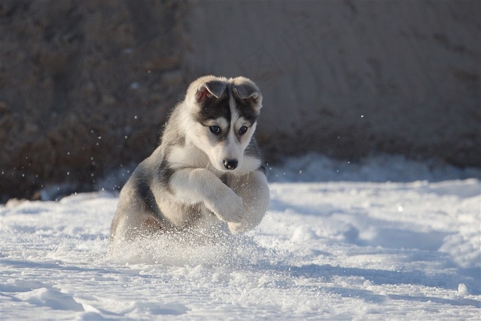 哈士奇宠物狗雪橇犬动物高清图片