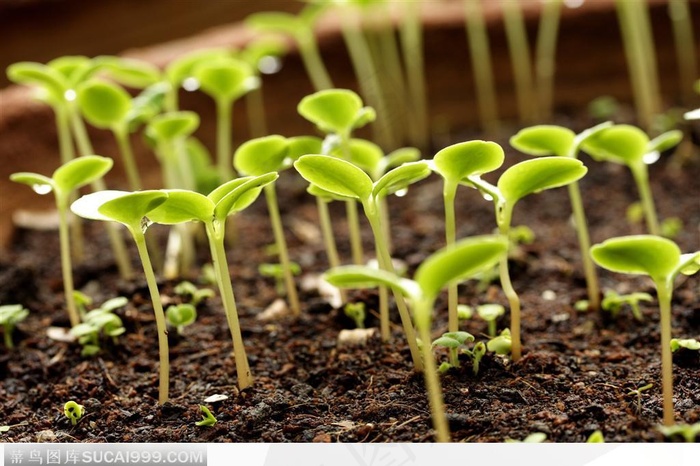 黑土地里长出来的新芽