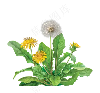 手绘草本中药药材