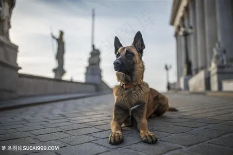 高清趴着的狼狗摄影图片