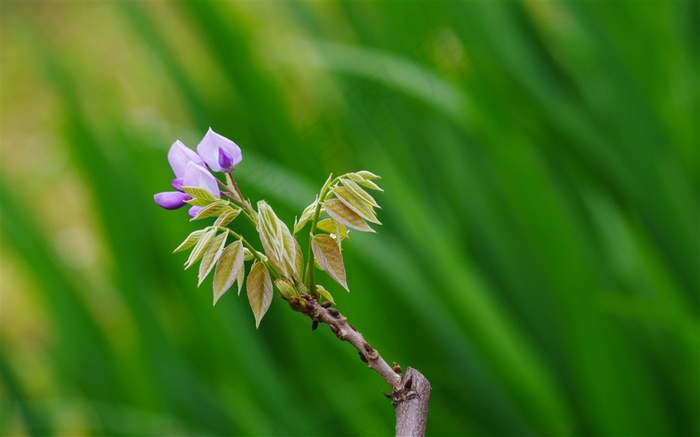 紫藤花卉鲜花图片