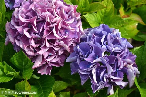 高清粉紫绣球花摄影图片