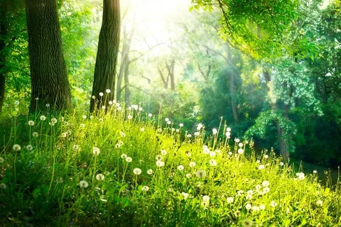 树林里各种各样漂亮的花草树木高清图片素材 树林里各种各样漂亮的花草树木高清图片素材