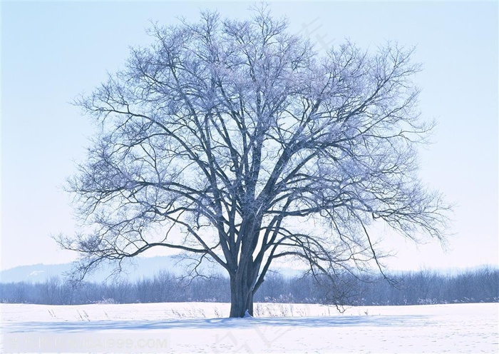 树林树木-雪地里风雪中的大树被包裹着雪花