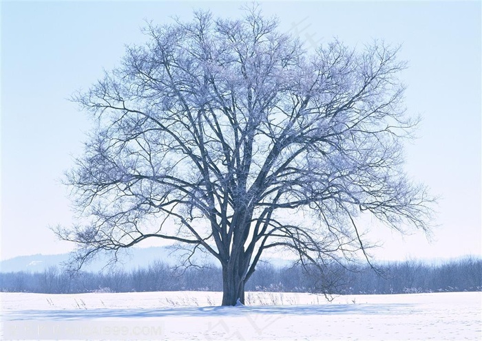 树林树木-雪地里风雪中的大树被包裹着雪花