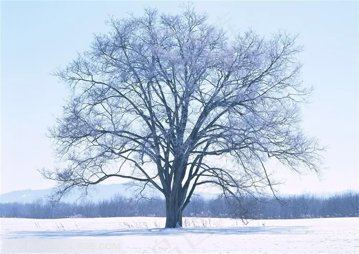 树林树木-雪地里风雪中的大树被包裹着雪花