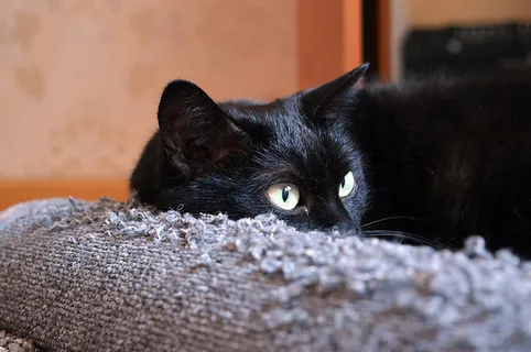 可爱猫咪 动物 素材 奶萌 (144) 可爱猫咪 动物 素材 奶萌 (144)
