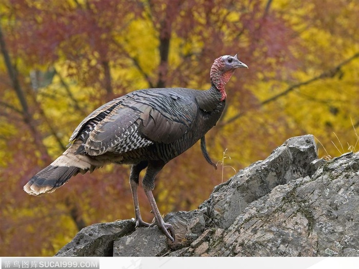 在石头上的火鸡