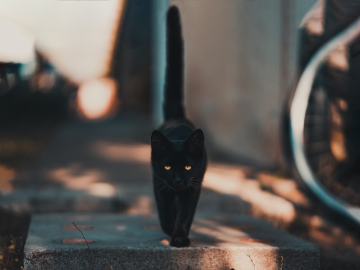 可爱猫咪猫猫摄影素材