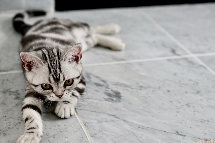可爱猫咪猫猫摄影素材