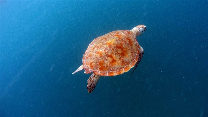 大海里的海龟摄影图片