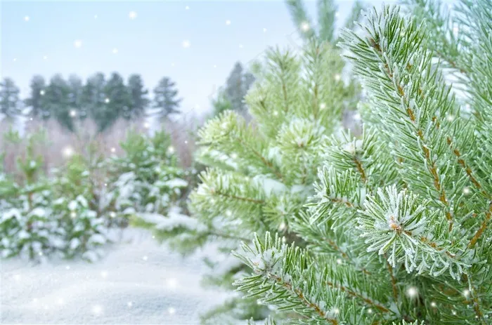 飘着雪花的松树