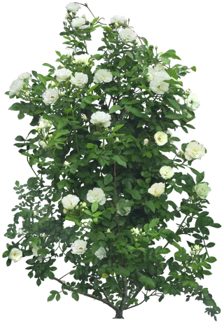 树木树枝树叶免扣素材