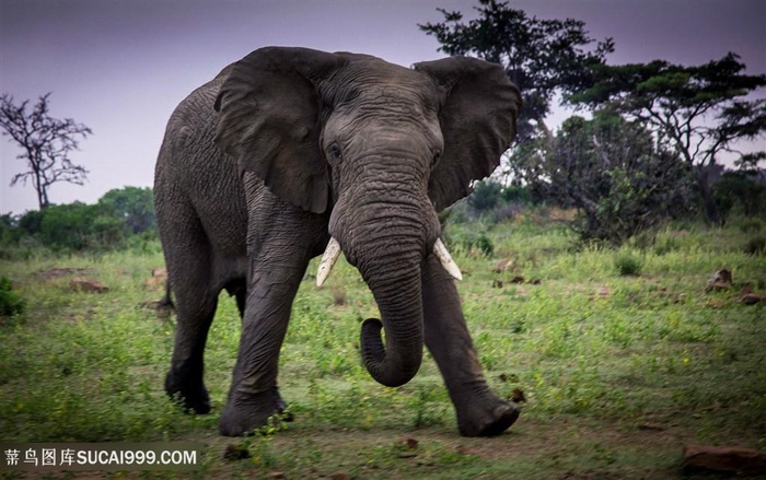 劈腿的大象图片