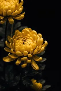 菊花摄影背景 菊花摄影背景