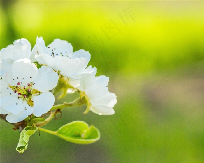 漂亮的白色花朵