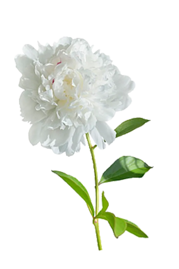 白色花4 白色 鲜花 白色花 绿色 绿叶 叶子 免扣花蕊 