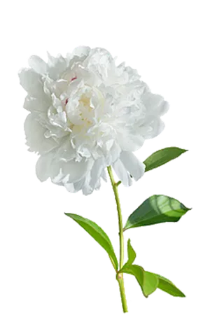 白色花4 白色 鲜花 白色花 绿色 绿叶 叶子 免扣花蕊 