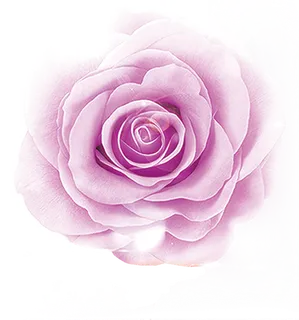 鲜花玫瑰免扣素材