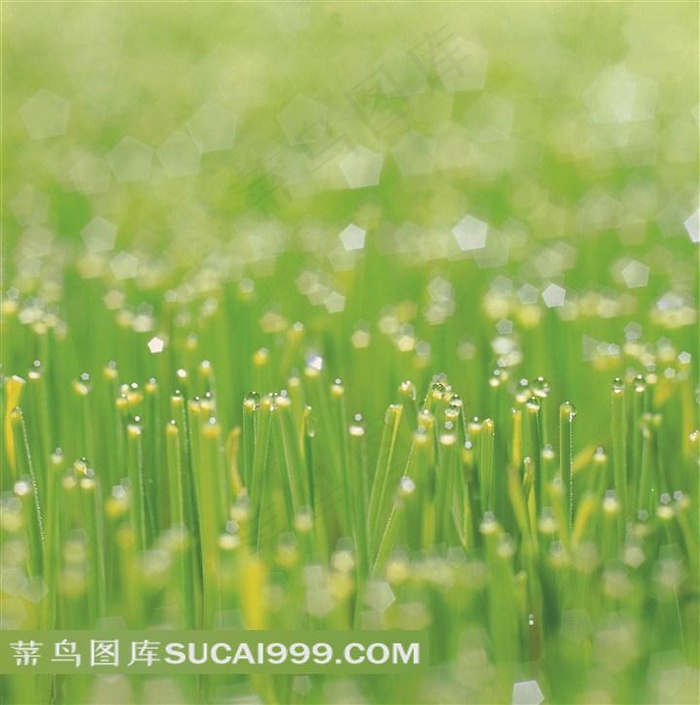 唯美小草素材图片