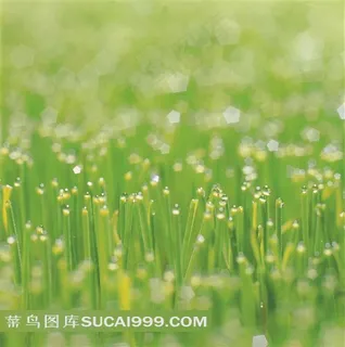 唯美小草素材图片