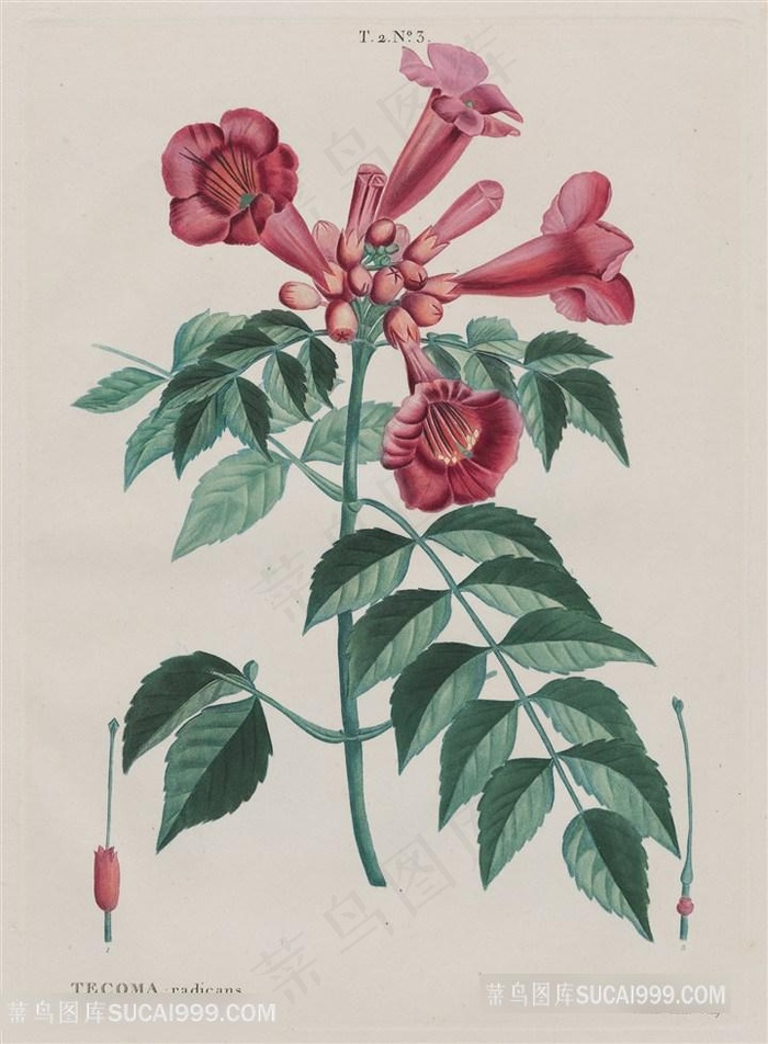 手绘喇叭花植物绿叶装饰画油画图片