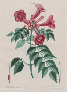 手绘喇叭花植物绿叶装饰画油画图片 手绘喇叭花植物绿叶装饰画油画图片