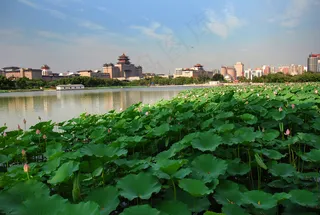 高清绿色荷花图片下载
