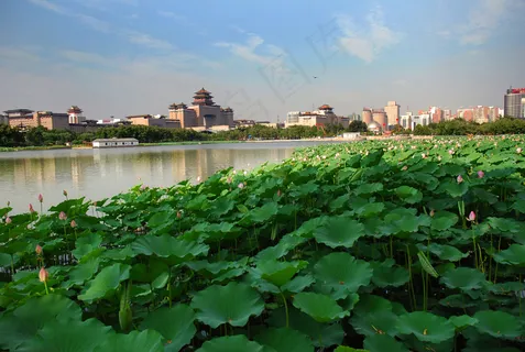 高清绿色荷花图片下载 高清绿色荷花图片下载