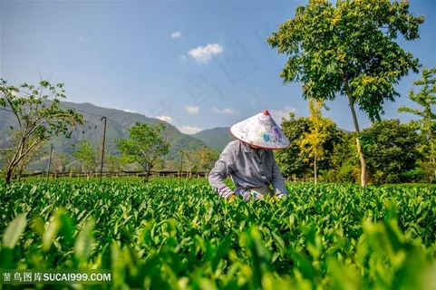 茶园采茶茶叶 茶园采茶茶叶