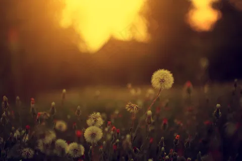 夕阳下的蒲公英图片 夕阳下的蒲公英图片
