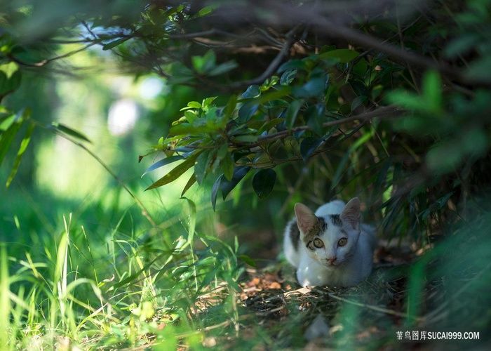 蹲在草丛里的猫咪图片素材