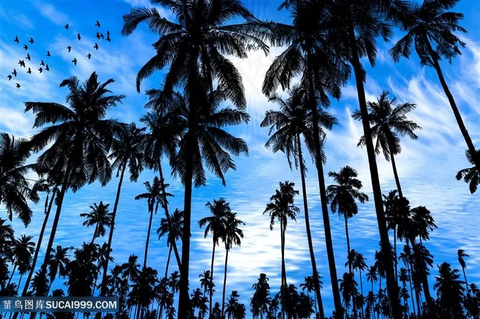 海天一色椰树自然风光摄影高清图片