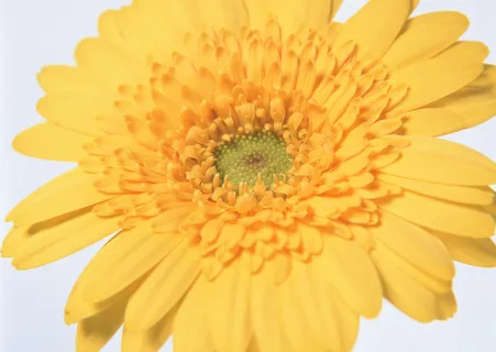 花朵黄色花心 花朵黄色花心