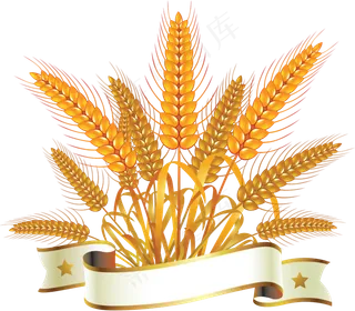 免抠农家小麦实物摄影