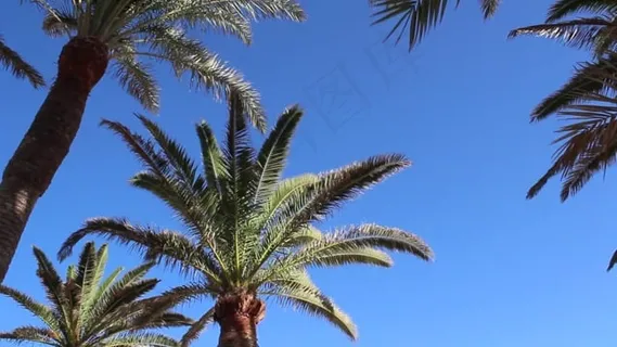 棕榈, 棕榈树, 自然, 富埃特文图拉岛, 夏天, 假期