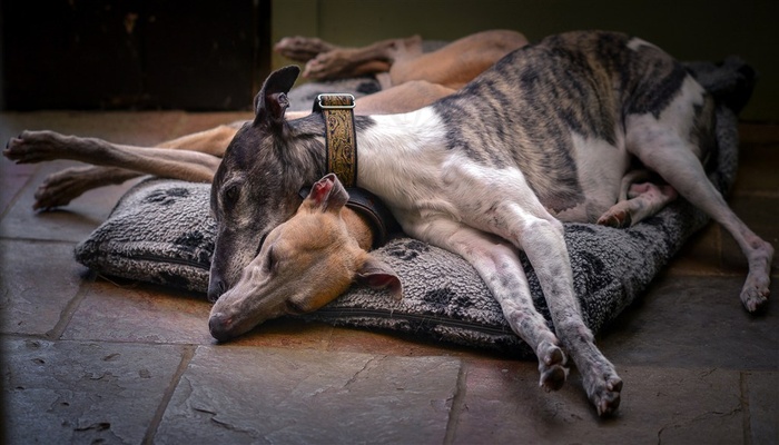 依偎在一起睡觉的狗狗图片