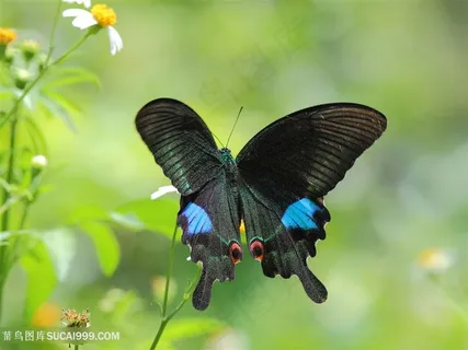 4K高清昆虫黑色蝴蝶图片 4K高清昆虫黑色蝴蝶图片