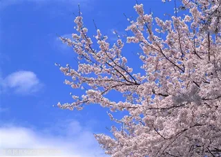 花海世界-蓝天下白色的樱花