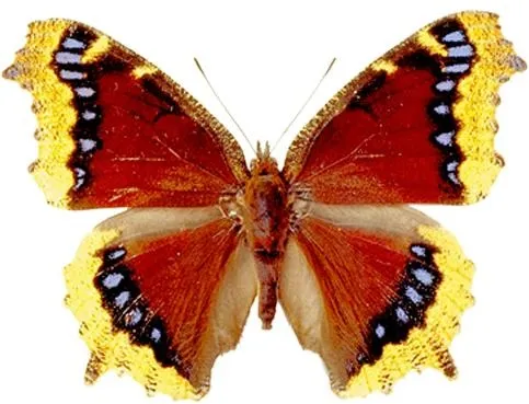 蝴蝶 PNG免抠(483x369)